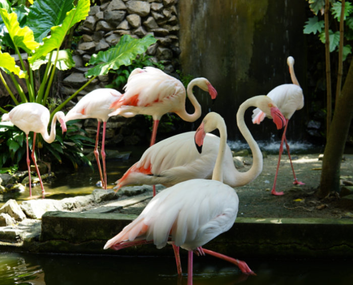 The Light Hotel Attractions - Penang Bird Park